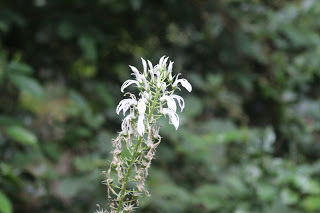 Photo of Amazing time at Bisle Ghat 39/49 by Balachandra