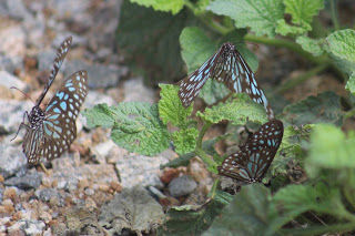 Photo of Amazing time at Bisle Ghat 48/49 by Balachandra