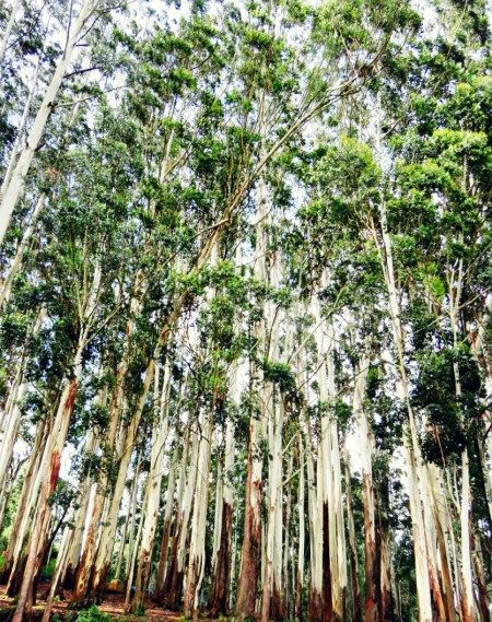 Photo of Kundala, Kerala, India by MilesBitesandSoul
