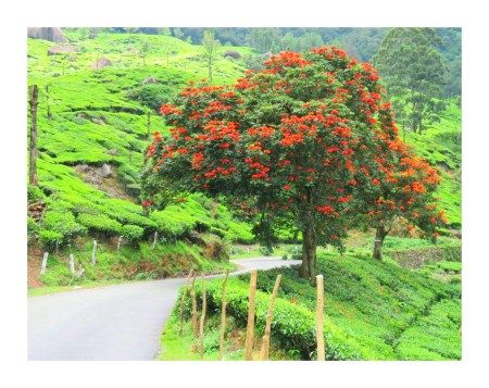 Photo of Kundala, Kerala, India by MilesBitesandSoul