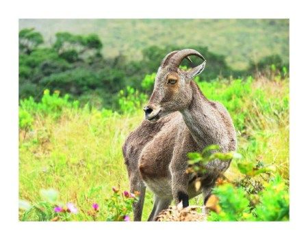 Photo of Eravikulam National Park, Kerala, India by MilesBitesandSoul