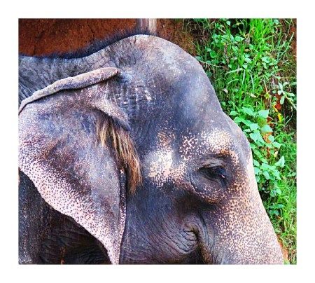 Photo of Munnar The Perfect Family Holiday Destination by MilesBitesandSoul