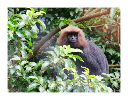 Photo of Munnar The Perfect Family Holiday Destination by MilesBitesandSoul