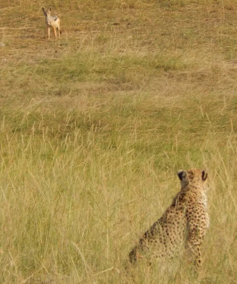 Photo of Masai Mara National Reserve, Narok County, Kenya by Yukti Arora
