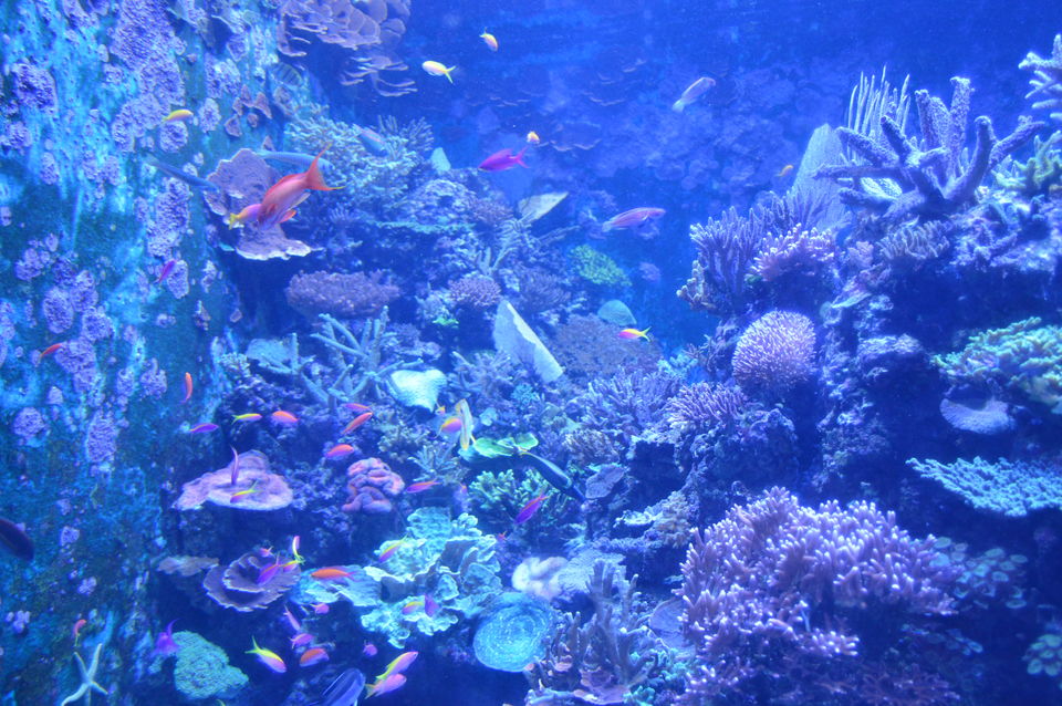 Photo of Travel Diaries #Part1 : SINGAPORE 5/14 by Ashima Simlot