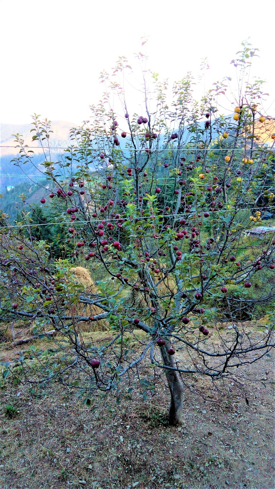 Photo of Kufri, Himachal Pradesh, India by Ragul P G