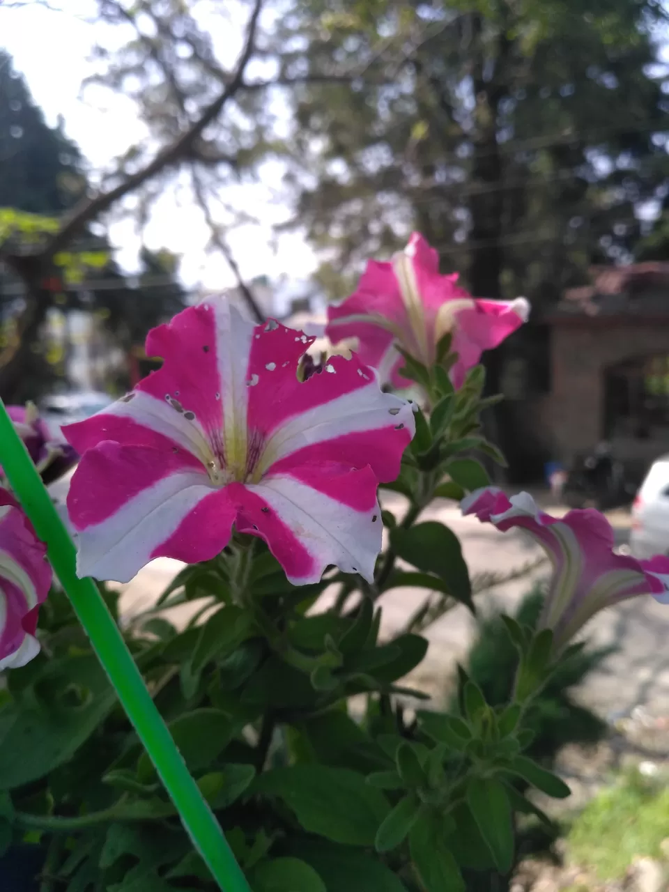 Photo of Kumaon Switzerland- Kausani by Chitraarth Bhardwaj