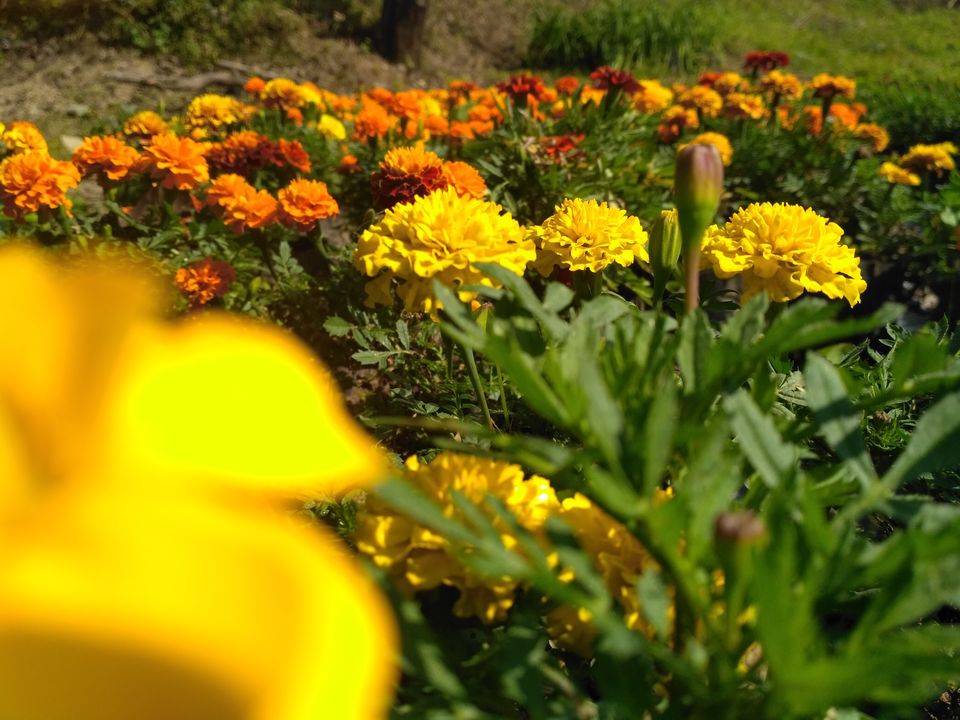 Photo of Kumaon Switzerland- Kausani by Chitraarth Bhardwaj