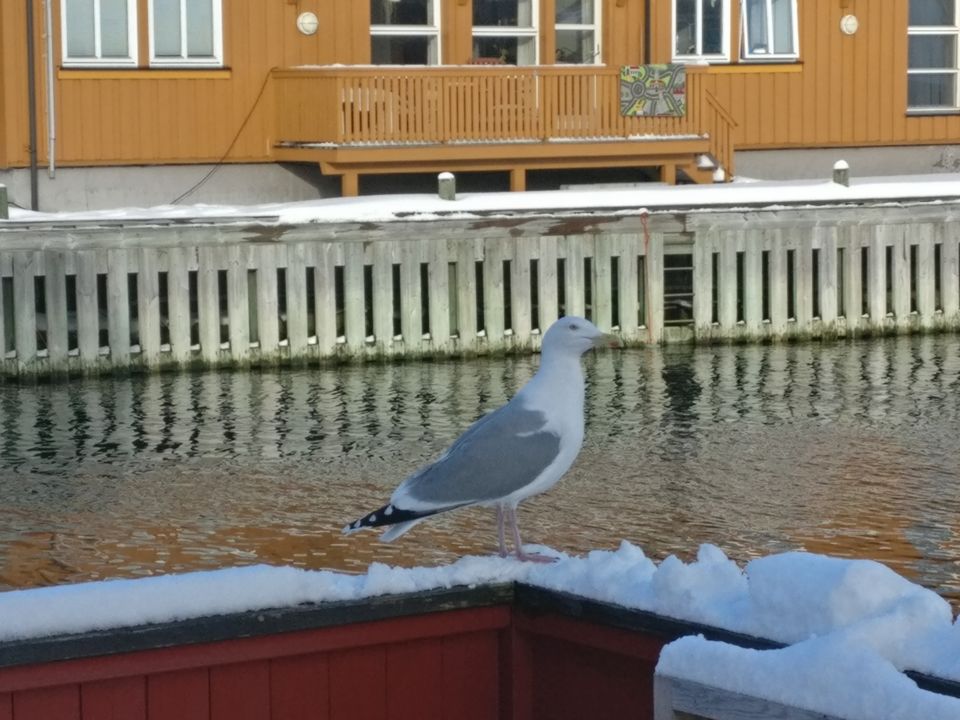Photo of Lofoten diaries... by Rwittick Dutta