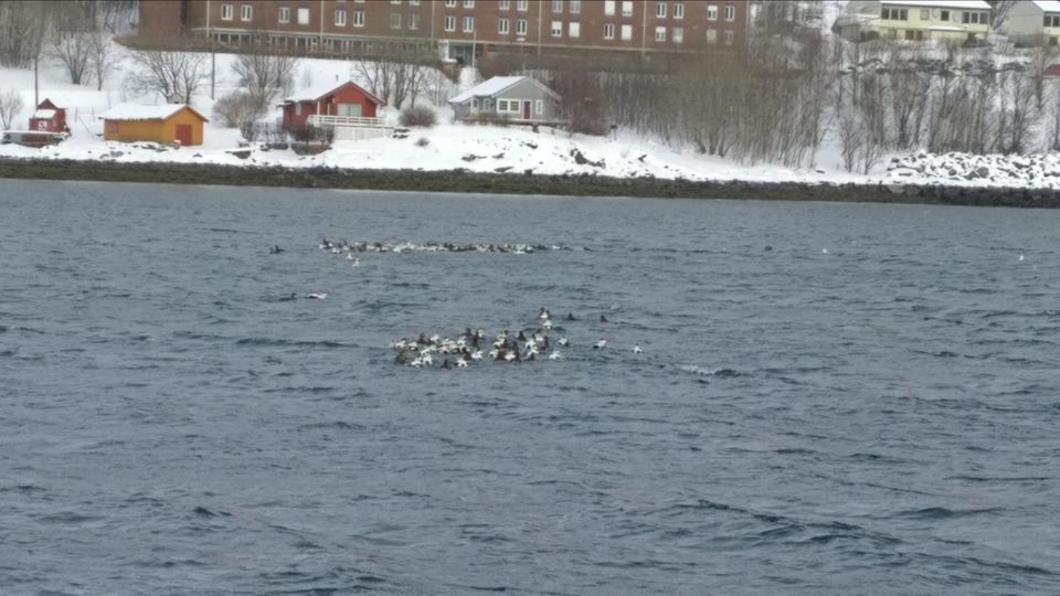 Photo of Tromsø, Norway by Rwittick Dutta
