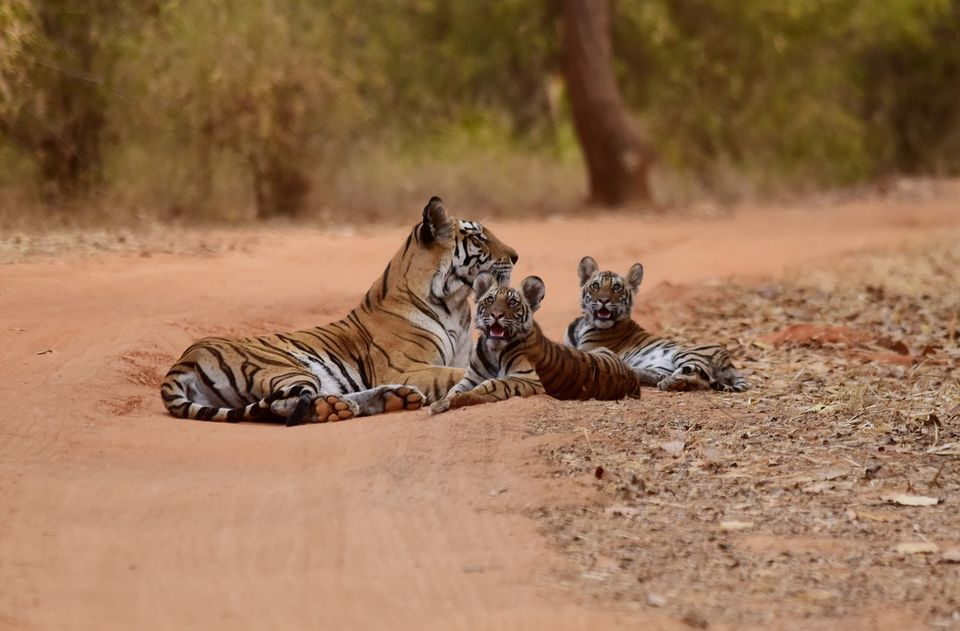 Photo of Reasons For A Tiger Enthusiast To Be Excited This Wildlife Season 1/2 by Anthony Malik