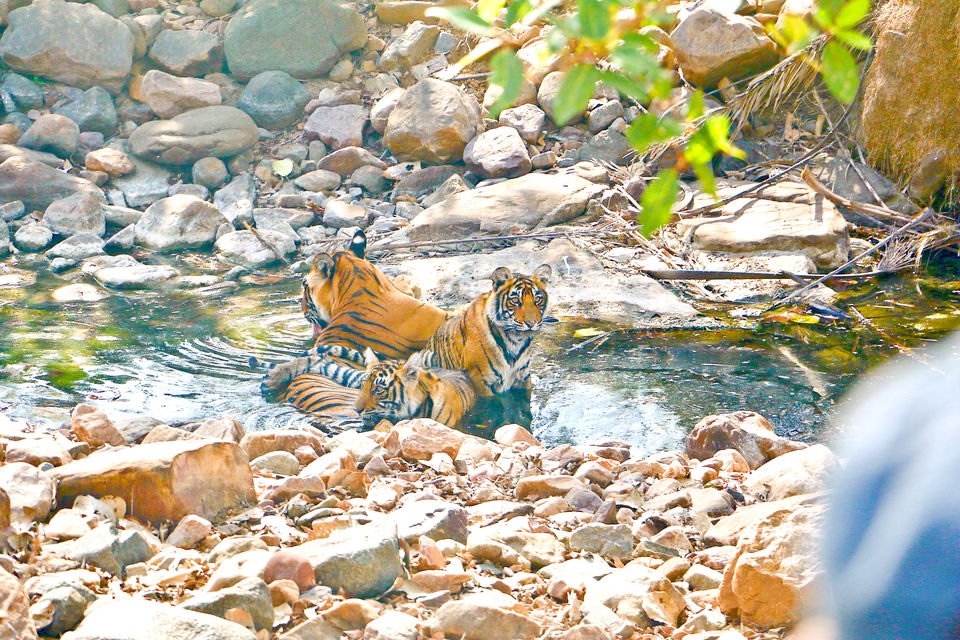 Photo of Reasons For A Tiger Enthusiast To Be Excited This Wildlife Season 2/2 by Anthony Malik