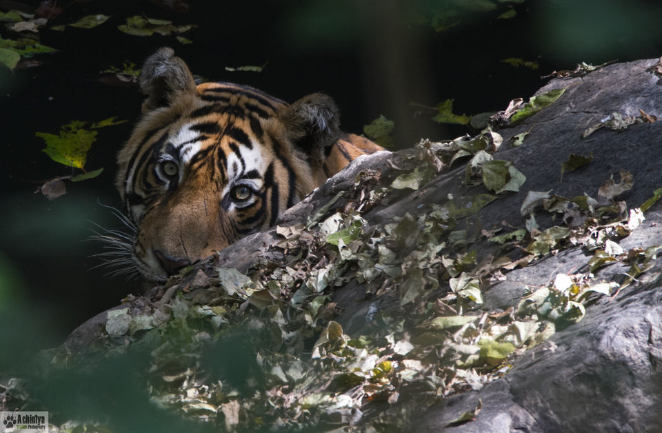 Photo of Reasons For A Tiger Enthusiast To Be Excited This Wildlife Season by Anthony Malik