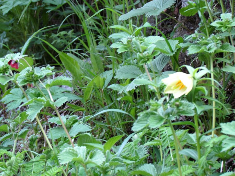 Photo of Valley of Flowers National Park, Chamoli, Uttarakhand, India by PavanKumar