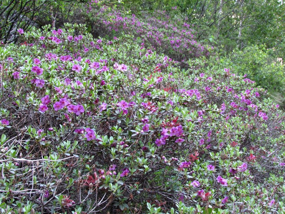 Photo of Valley of Flowers National Park, Chamoli, Uttarakhand, India by PavanKumar