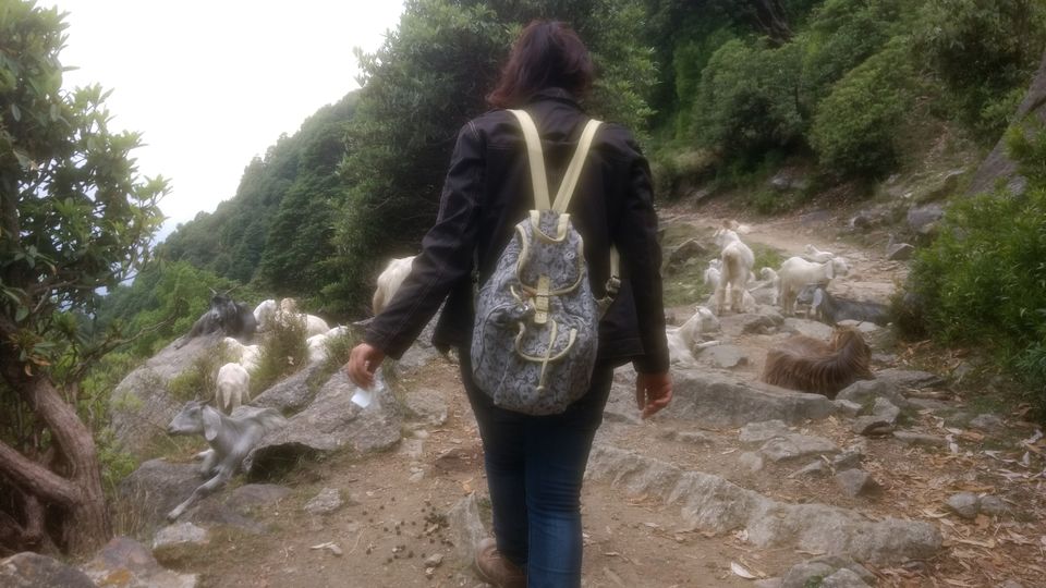 Photo of Triund Trek Trail, Trail to Triund Hill, Dharamshala, Himachal Pradesh, India by Purva Goel