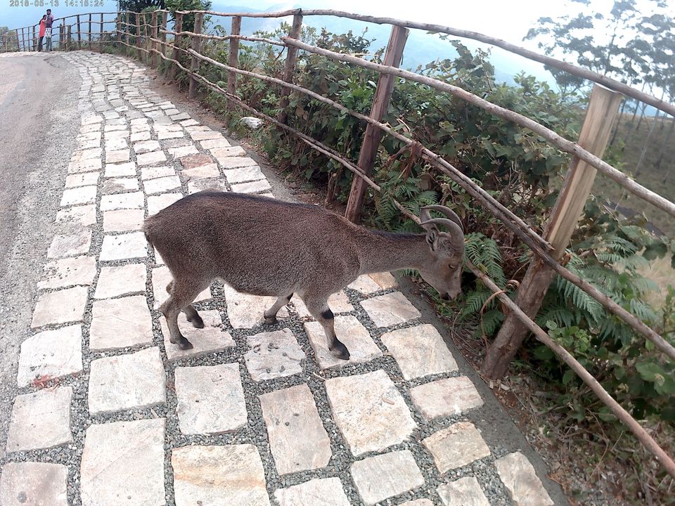 Photo of Eravikulam National Park Road, Kannan Devan Hills, Kerala, India by Rishi Narayanan