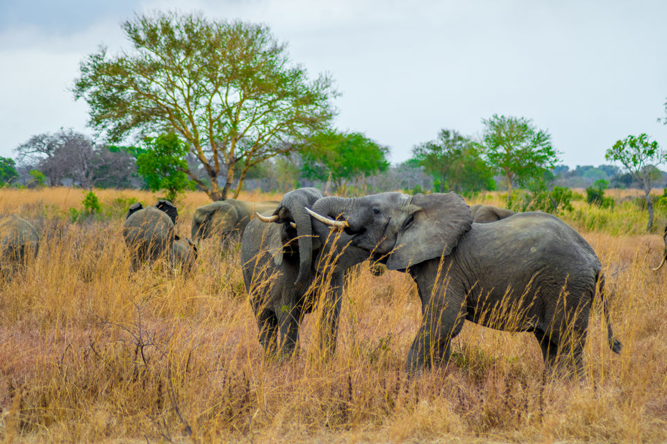 Photo of Tanzania - Safaris & beaches by Lychee's itineraries