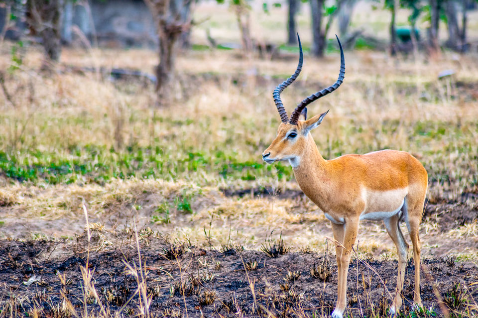 Photo of Mikumi National Park, Morogoro, Morogoro Region, Tanzania by Lychee's itineraries