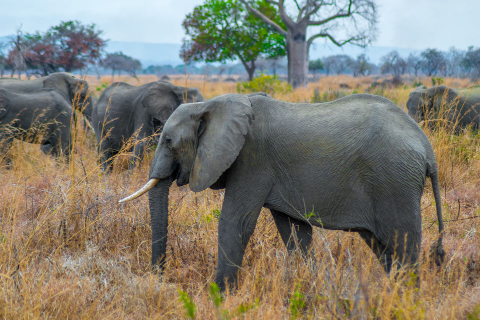 Photo of Mikumi National Park, Morogoro, Morogoro Region, Tanzania by Lychee's itineraries