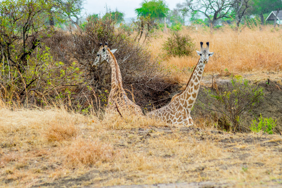 Photo of Mikumi National Park, Morogoro, Morogoro Region, Tanzania by Lychee's itineraries