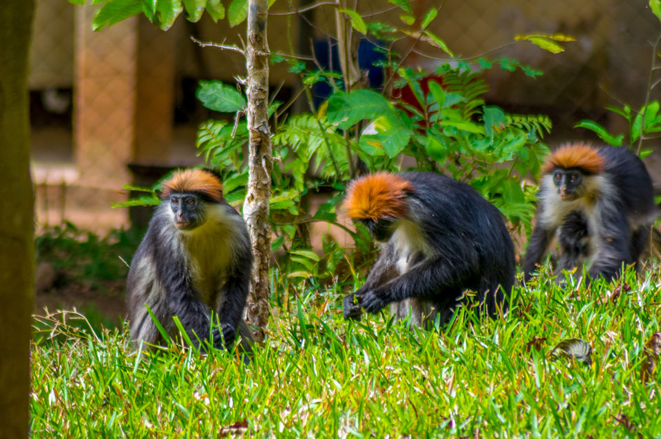 Photo of Udzungwa Mountains, Iringa, Iringa Region, Tanzania by Lychee's itineraries