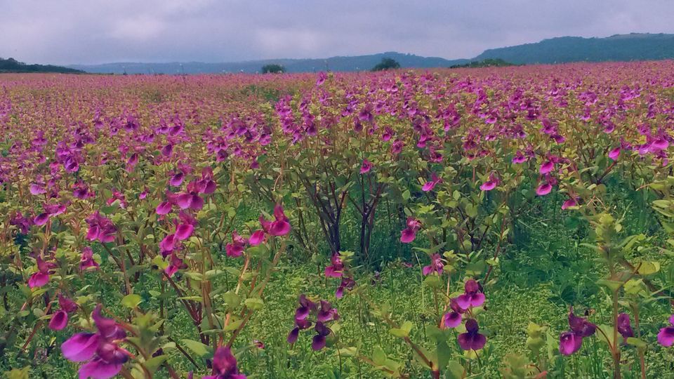 Photo of My Monsoon Date at Kaas Plateau 4/7 by Riya Mukherjee