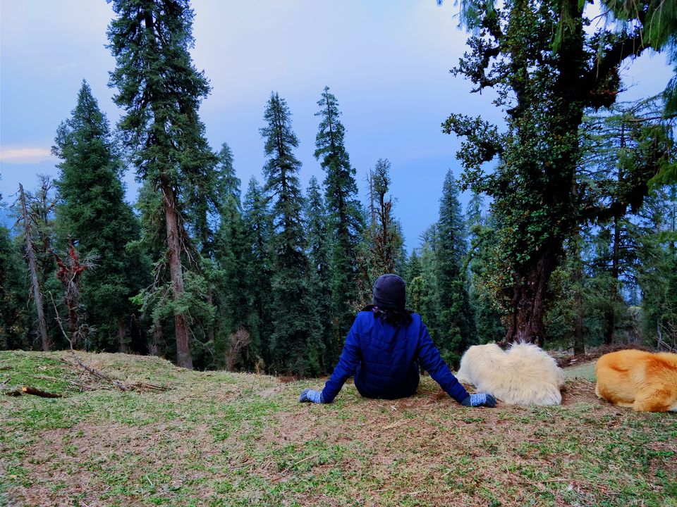 Photo of Into the woods of the Great Himalayas 2/8 by Soumya Ranjan Swain