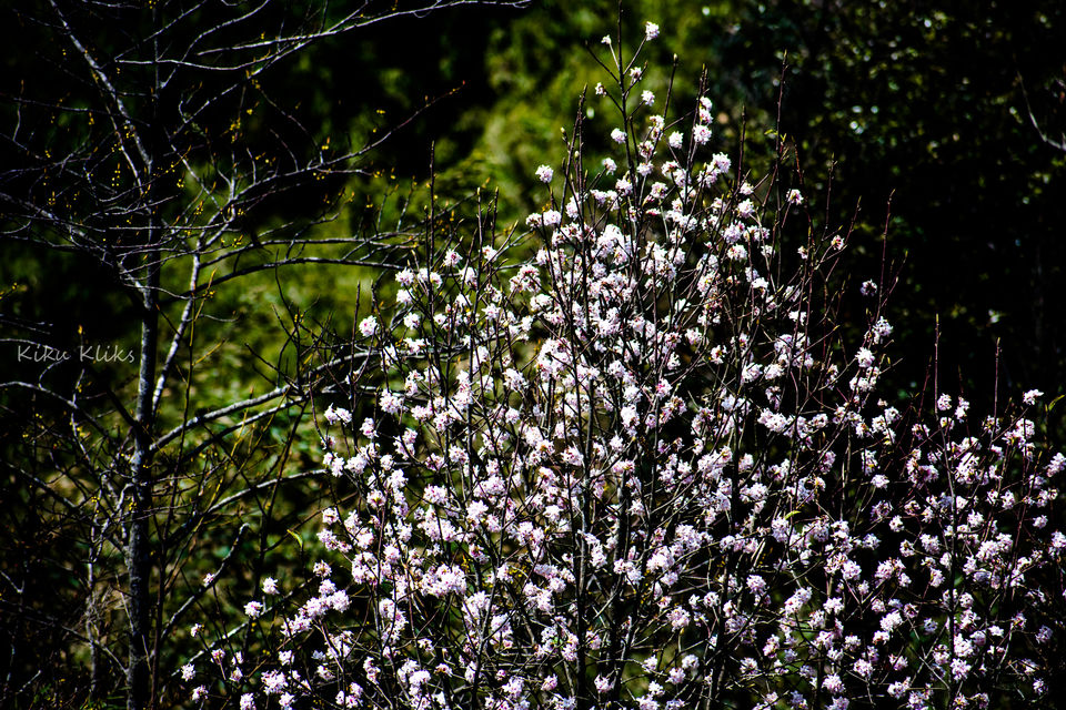 Photo of Trek to Sandakphu | The Eastern Himalayan Ranges by Kiran Kumnoor (Little Detours)