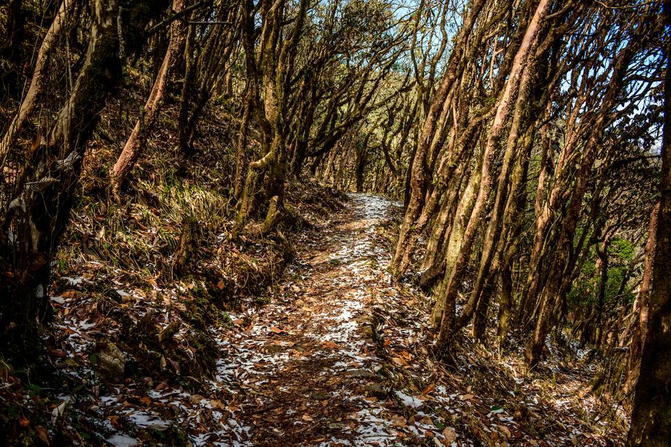 Photo of Trek to Sandakphu | The Eastern Himalayan Ranges by Kiran Kumnoor (Little Detours)