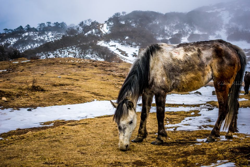 Photo of Trek to Sandakphu | The Eastern Himalayan Ranges by Kiran Kumnoor (Little Detours)