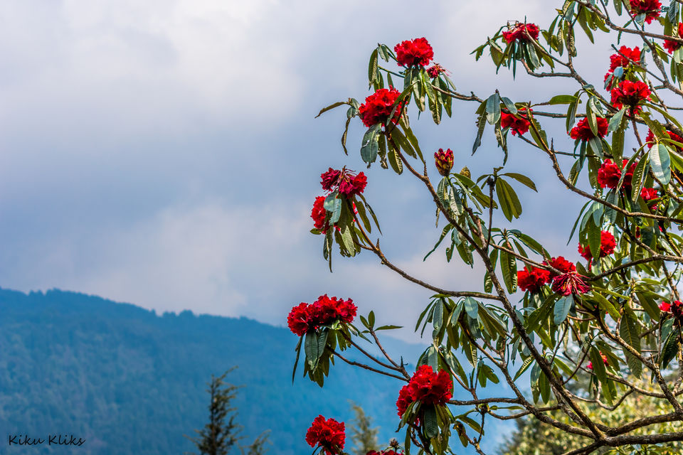 Photo of Trek to Sandakphu | The Eastern Himalayan Ranges by Kiran Kumnoor (Little Detours)