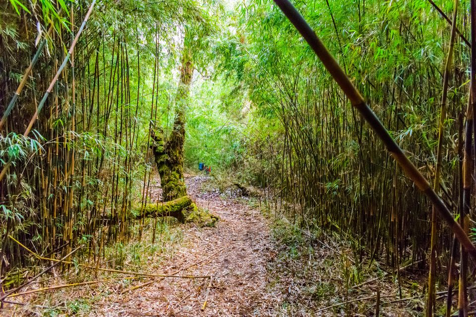 Photo of Trek to Sandakphu | The Eastern Himalayan Ranges by Kiran Kumnoor (Little Detours)