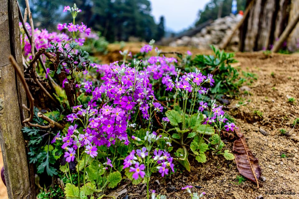 Photo of Trek to Sandakphu | The Eastern Himalayan Ranges by Kiran Kumnoor (Little Detours)