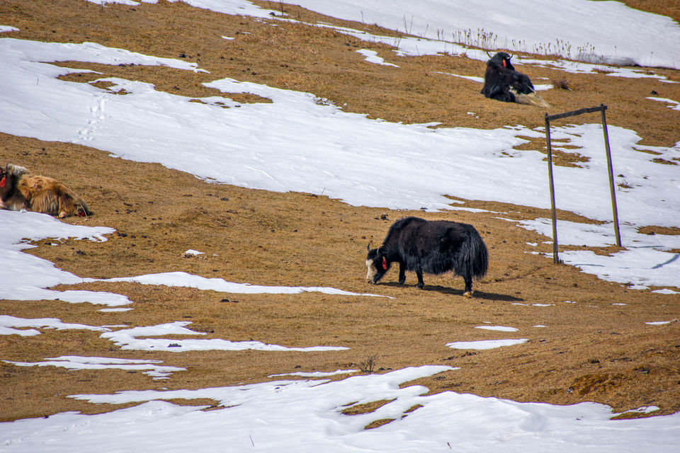 Photo of Trek to Sandakphu | The Eastern Himalayan Ranges by Kiran Kumnoor (Little Detours)