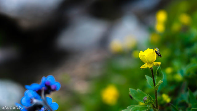 Photo of Why did I cry at the Rupin Pass Summit #offbeatuttarakhand by Kiran Kumnoor (Little Detours)