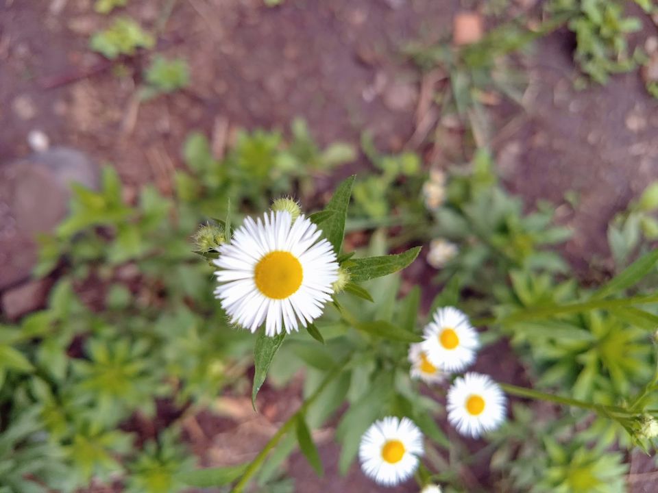 Photo of Why did I cry at the Rupin Pass Summit #offbeatuttarakhand by Kiran Kumnoor (Little Detours)