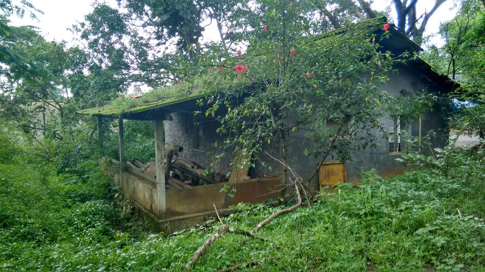 Photo of Kerala: The land of Kathahal, Kela, Kardamom and Koffee 3/30 by anumeha gupta