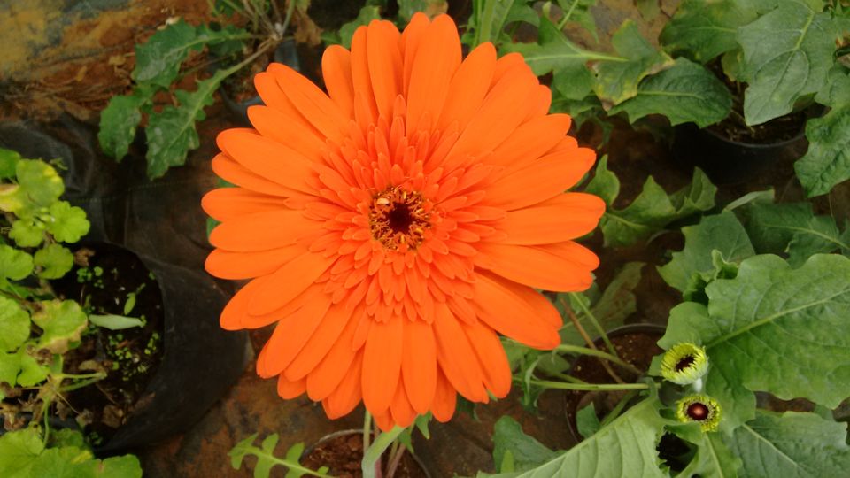 Photo of Kerala: The land of Kathahal, Kela, Kardamom and Koffee 7/30 by anumeha gupta