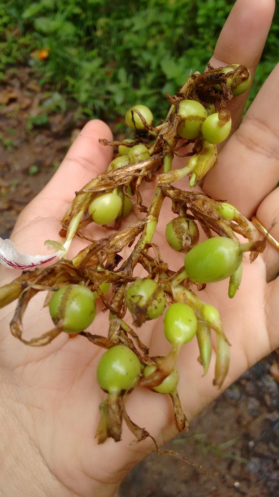 Photo of Kerala: The land of Kathahal, Kela, Kardamom and Koffee 11/30 by anumeha gupta