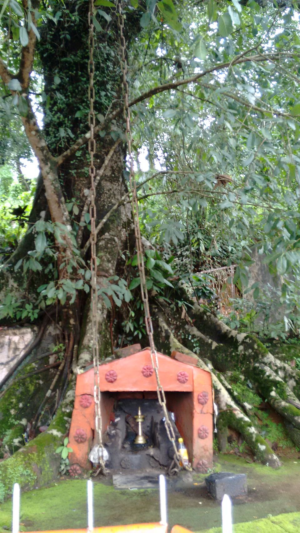 Photo of Kerala: The land of Kathahal, Kela, Kardamom and Koffee 14/30 by anumeha gupta