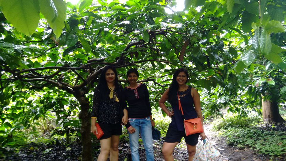 Photo of Kerala: The land of Kathahal, Kela, Kardamom and Koffee 27/30 by anumeha gupta
