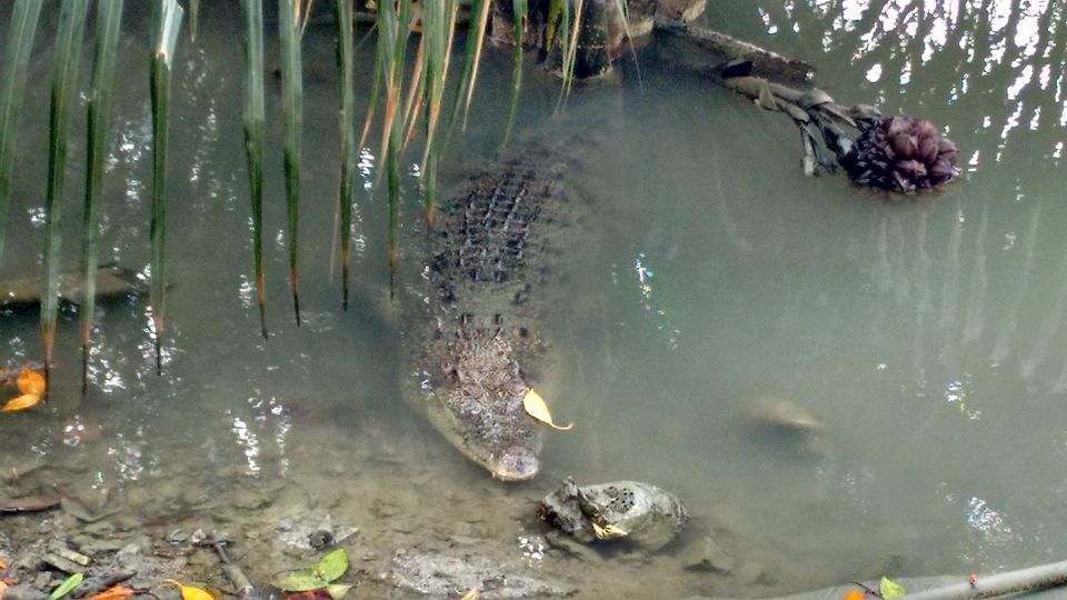 Photo of In the land of Bonbibi and Dakhin Ray in Sundarbans by anumeha gupta