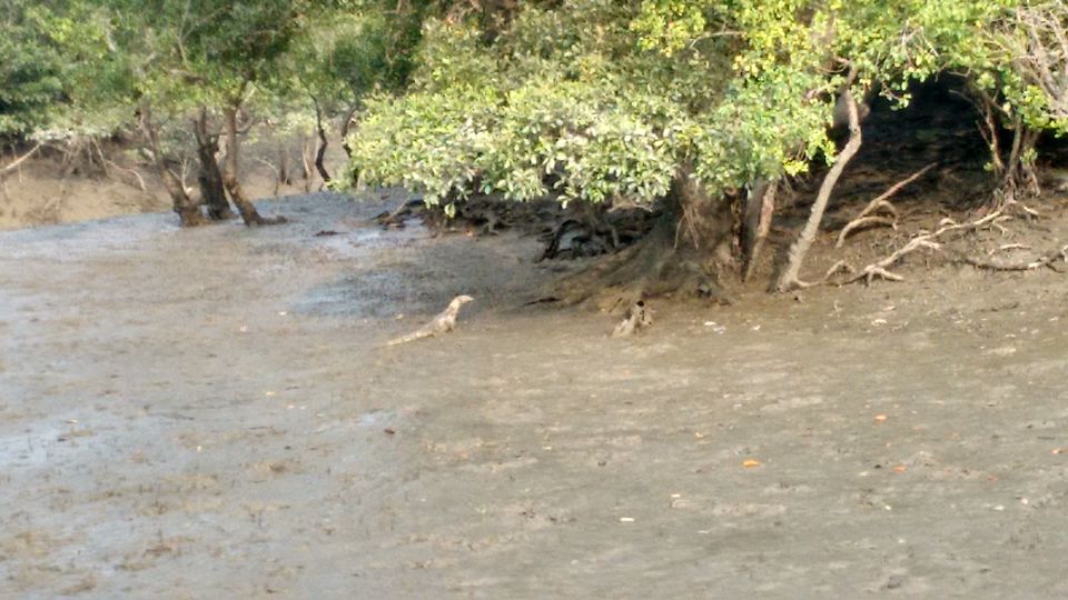 Photo of In the land of Bonbibi and Dakhin Ray in Sundarbans by anumeha gupta
