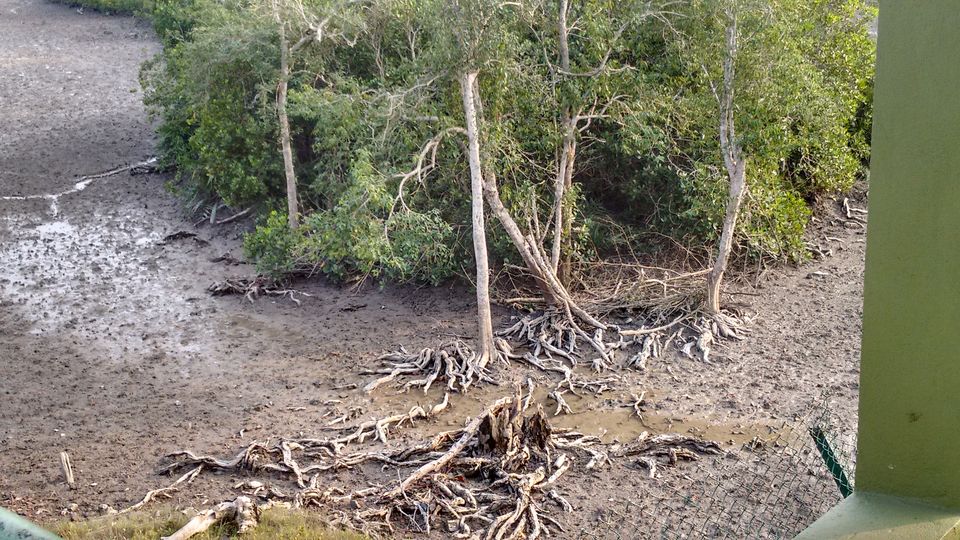 Photo of In the land of Bonbibi and Dakhin Ray in Sundarbans by anumeha gupta