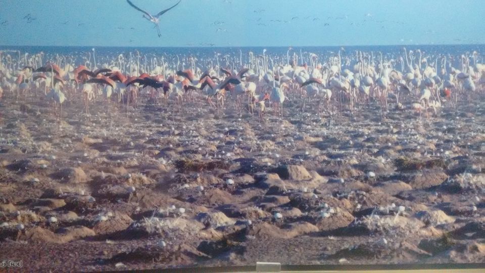 Photo of Gujarat – One more time 2/45 by anumeha gupta