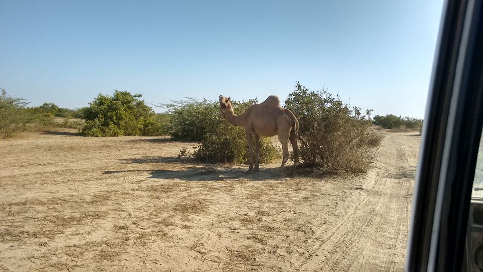 Photo of Gujarat – One more time 4/45 by anumeha gupta