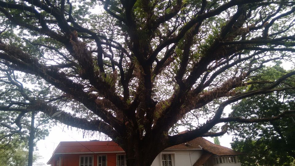 Photo of Fort Kochi, Kochi, Kerala, India by anumeha gupta