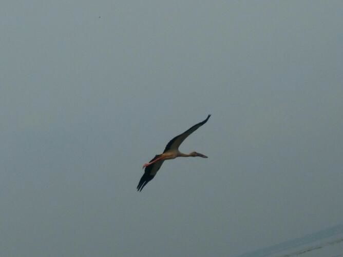 Photo of Kumarakom Bird Sanctuary, Kavanattinkara Saktheeswaram Temple Road, Kavanattinkara, Kumarakom, Kerala, India by anumeha gupta