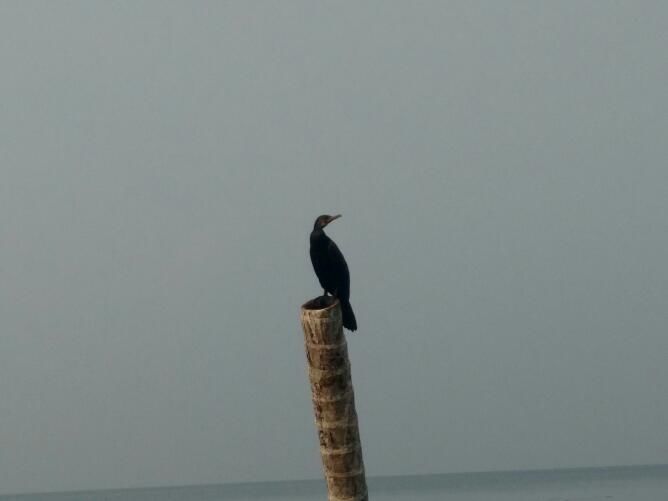 Photo of Kumarakom Bird Sanctuary, Kavanattinkara Saktheeswaram Temple Road, Kavanattinkara, Kumarakom, Kerala, India by anumeha gupta